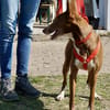 Roqui, klug, loyal, zurückhaltend