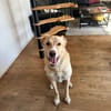 Toller Altaj sucht seine Menschen