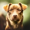 Bruno - fast perfekter Begleiter