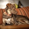 Bruno - fast perfekter Begleiter