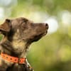 Bruno - fast perfekter Begleiter