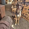 Bruno - fast perfekter Begleiter
