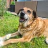 💙Ferris💙 sucht ein schönes Zuhause💙🐾