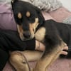 Freundliche Roxi will endlich ankommen