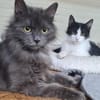 Tiki & Sophie Dreamteam sucht Familie