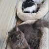 Tiki & Sophie Dreamteam sucht Familie