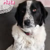 Mata - liebevoll und lernwillig