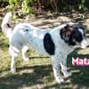 Mata - liebevoll und lernwillig