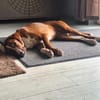 💕Maya 💕 sucht ihre Familie