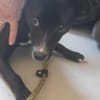 Gretchen auf Pflegestelle