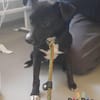 Gretchen auf Pflegestelle