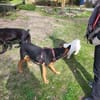 Hübsche, junge  Schäfi-Mix-Hündin