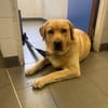 SIMBA
