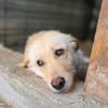 Misha