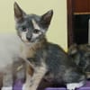 BABETH Chaton femelle type européen