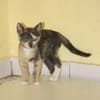 BABETH Chaton femelle type européen