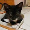 BAGHERRA, chaton femelle type européen