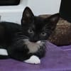 BAGHERRA, chaton femelle type européen