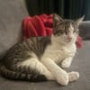 DIDIER, chat européen
