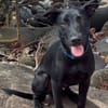 LOCKY, Chiot mâle Croisé Labrador