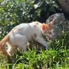 MIEL, chaton créole mâle