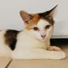 MINA, chaton femelle type européen