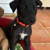 PEARL, chiot Berger Créole femelle
