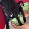 PEARL, chiot Berger Créole femelle