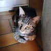 ✨️ COFFEA ✨️ 🐱