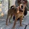 Chilli- Fox Terrier Mix, rundum verträgl