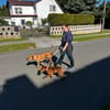Chilli- Fox Terrier Mix, rundum verträgl