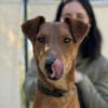 Chilli- Fox Terrier Mix, rundum verträgl