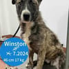 Winston sucht verständnisvolle Menschen!