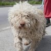 Coen ist einfach ein super Hund!