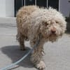 Coen ist einfach ein super Hund!