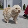 Coen ist einfach ein super Hund!