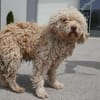 Coen ist einfach ein super Hund!