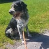Findus - liebt Spurensuche