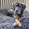 Kassandra sucht ihren Menschen