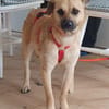 Sanfte,katzenliebe ♥Karla♥ 51503 Rösrath