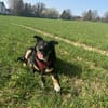 Sam sucht Dich
