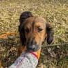Roma 🧡 auf Pflegestelle in Deutschland