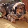Roma 🧡 auf Pflegestelle in Deutschland