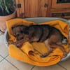 Roma 🧡 auf Pflegestelle in Deutschland