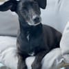 Carlos 6-jähriger Dackelmix ❤🐾