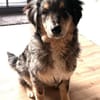 Sensibler Jungrüde ♥BALU♥ in 59174 Kamen