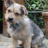 Levin ein Hundeherz aus Gold