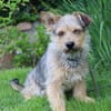Levin ein Hundeherz aus Gold