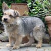 Levin ein Hundeherz aus Gold