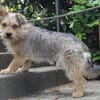 Levin ein Hundeherz aus Gold